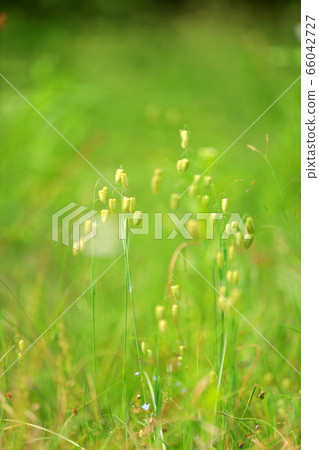 Madder beetle Madder beetle 66042727