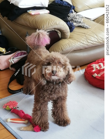 毛孩 狗 狗狗 66042852