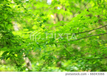 Image of fresh green, May, green, eco 66043066