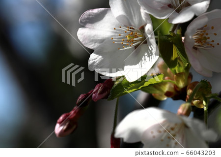 Spring flowers 66043203