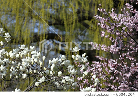 Spring flower  66043204