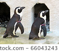 企鵝 66043243