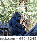 大猩猩 66043245