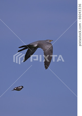 Cuckoo ⑥ (Hokkaido) Cuckoo ⑥ (Hokkaido) 66043336