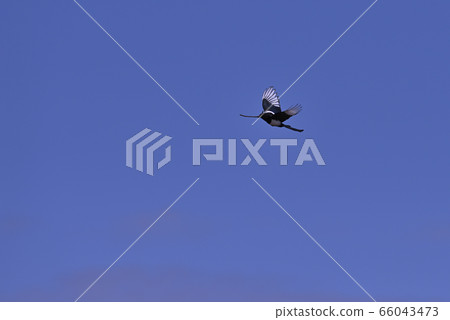 Magpie ⑨ (Hokkaido) 66043473