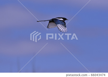 Magpie ⑧ (Hokkaido) 66043474