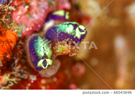 Sagittarius cauliflower Sagittarius cauliflower 66043696