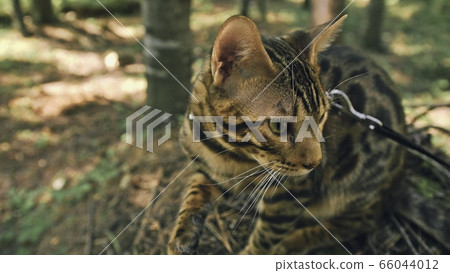 One cat in a city park. Bengal wildcat walk on the forest in collar. Asian Jungle Cat or Swamp or Reed. Domesticated leopard cat. One cat in a city park. Bengal wildcat walk on the forest in collar. Asian Jungle Cat or Swamp or Reed. Domesticated leopard cat. 66044012
