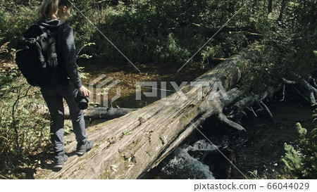 Traveler photographing scenic view in forest river. Wood bridge fallen tree. One caucasian woman shooting nice magic look. Girl take photo on camera. 66044029