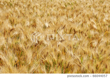 Rokujo barley field 66044057