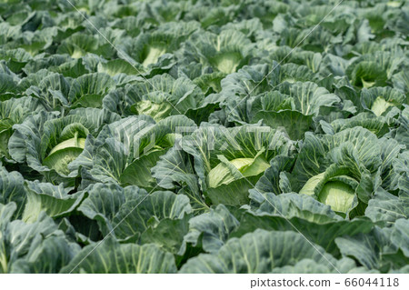 Cabbage field (May) 66044118