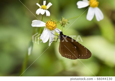 A white flower and a white butterfly. A white flower and a white butterfly. 66044130