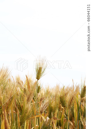 Row barley barley Row barley barley 66044151