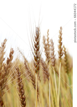 Wheat Wheat 66044172