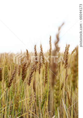 Wheat Wheat 66044173