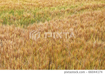 Wheat field Wheat field 66044174