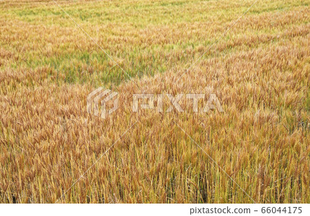 Wheat field 66044175