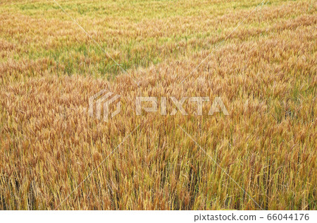 Wheat field Wheat field 66044176