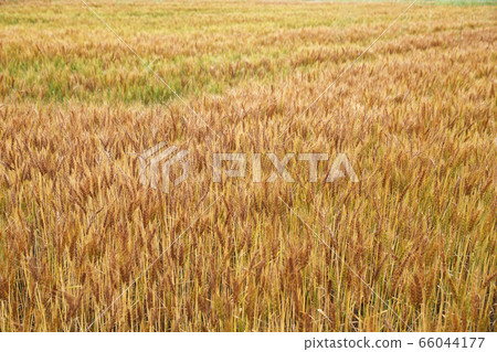 Wheat field 66044177
