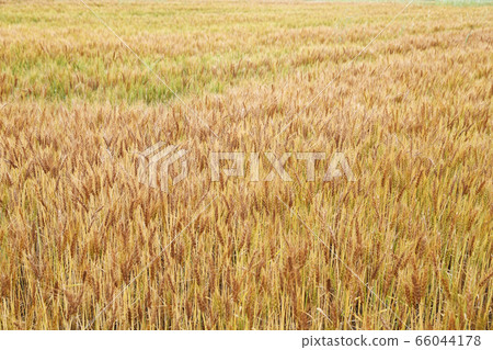Wheat field Wheat field 66044178