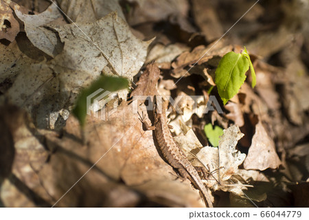 A lizard 66044779