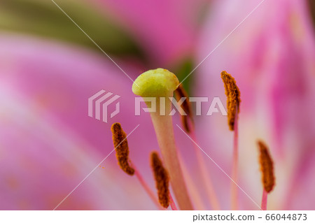 Lily flower summer flower 66044873