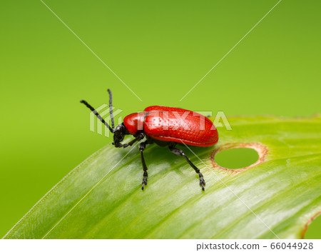 Scarlet lily beetle, Lilioceris lilii on damaged leaf 66044928