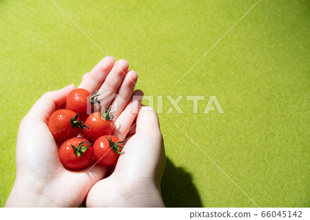 手上的小西紅柿 66045142