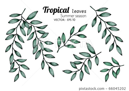 Tropical Leafs Drawing - 31 154 Best Tropical Leaf Clip Art Images