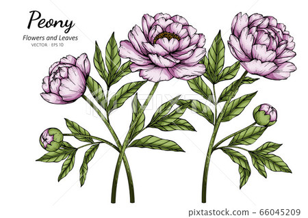 Pink Peony flower and leaf drawing botanical illustration. 66045209