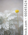 Gold sticks and white chrysanthemum 66045424