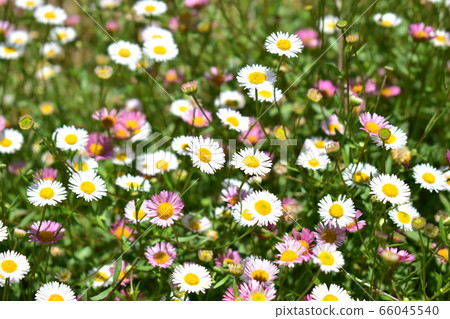 White and pink wildflowers White and pink wildflowers 66045540
