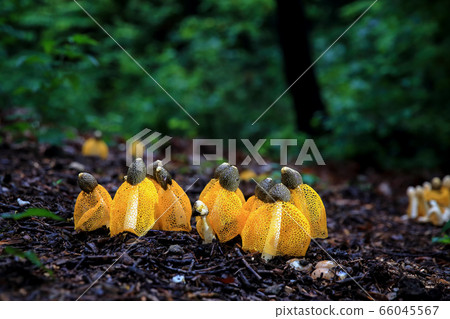 Mushroom mushroom 66045567