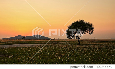 蘇島 蘇島 66045569