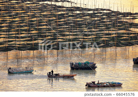 海洋農場 66045576