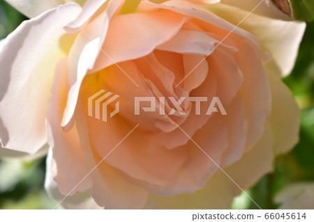 Light pink rose close-up photo 66045614