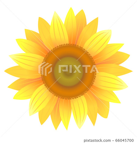 向日葵圖01 66045700
