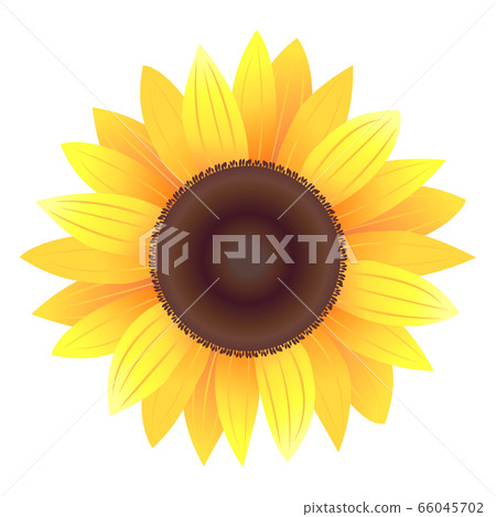 Small sunflower illustration 01 66045702