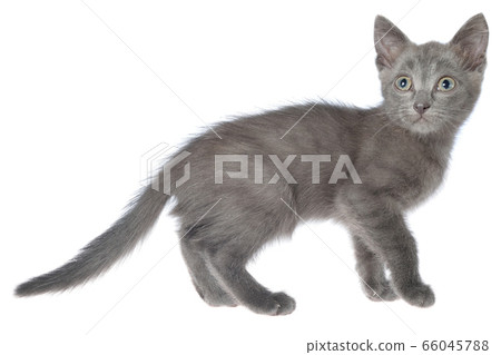 Small kitten playing isolated Small kitten playing isolated 66045788