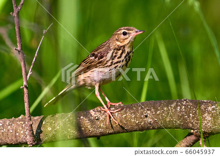 Bird - Tree Pipit ( Anthus trivialis ) sitting on Bird - Tree Pipit ( Anthus trivialis ) sitting on 66045937