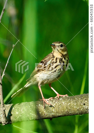 Bird - Tree Pipit ( Anthus trivialis ) sitting on Bird - Tree Pipit ( Anthus trivialis ) sitting on 66045938