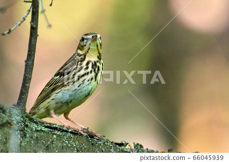 Bird - Tree Pipit ( Anthus trivialis ) sitting on 66045939