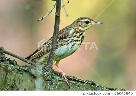 Bird - Tree Pipit ( Anthus trivialis ) sitting on Bird - Tree Pipit ( Anthus trivialis ) sitting on 66045940