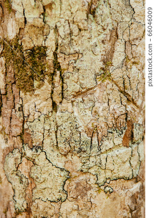 Close up Lichen fungi pad texture on tree bark 66046009