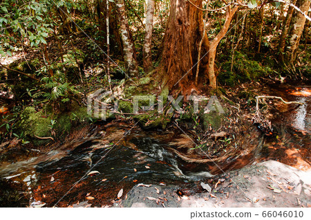 Green lush tropical forest moss growing on stones 66046010