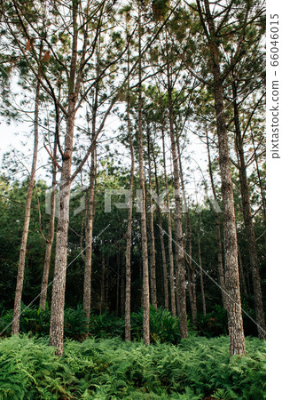 Green fern bush lush fresh pure natural forest 66046015