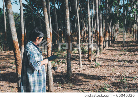 Smart farmer agriculturist Rubber tree plantation Smart farmer agriculturist Rubber tree plantation 66046326