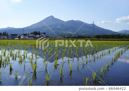 稻田和萬代山 稻田和萬代山 66046422