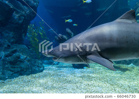 Big head shark. Big head shark. 66046730