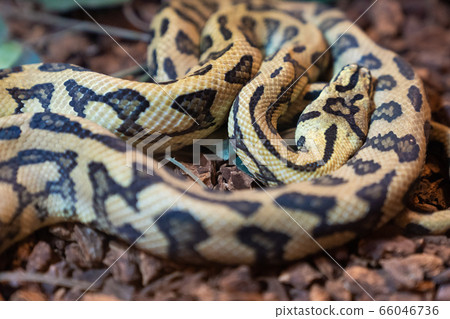 Yellow big snake. 66046736